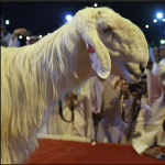 Winner of the Saudi goat beauty contest.
